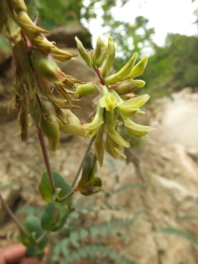 Astragalus graveolens, photographed by Siddarth Machado
