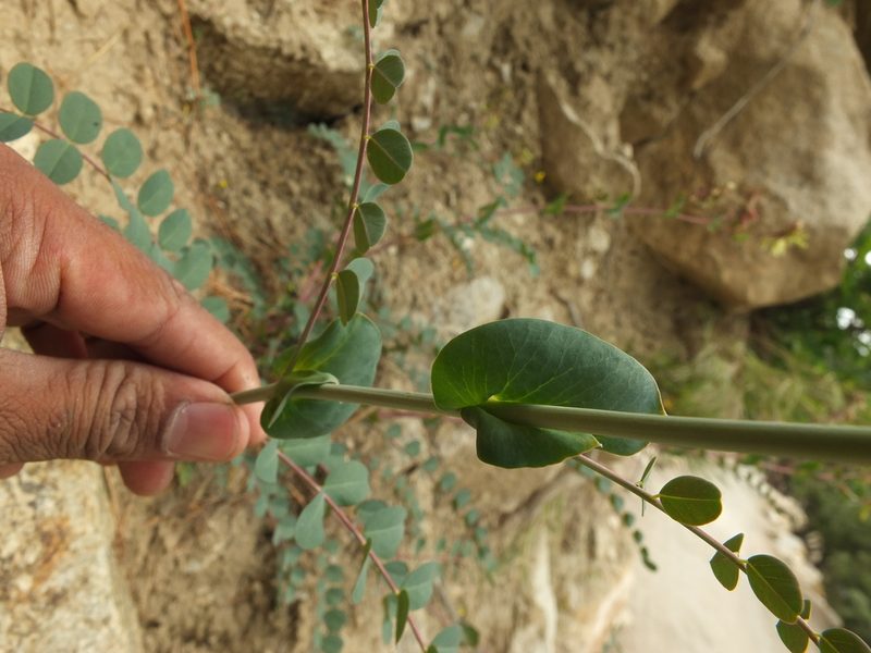 Astragalus graveolens, photographed by Siddarth Machado