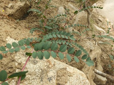 Astragalus graveolens, photographed by Siddarth Machado