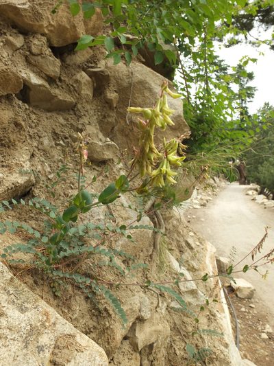 Astragalus graveolens, photographed by Siddarth Machado