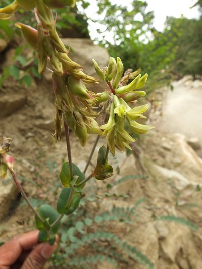 Astragalus graveolens, photographed by Siddarth Machado