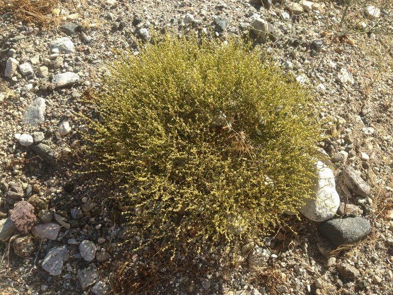 Eriogonum brachyanthum, photographed by Adam J. Searcy