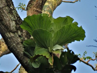 Platycerium elephantotis, photographed by Annika Lindqvist