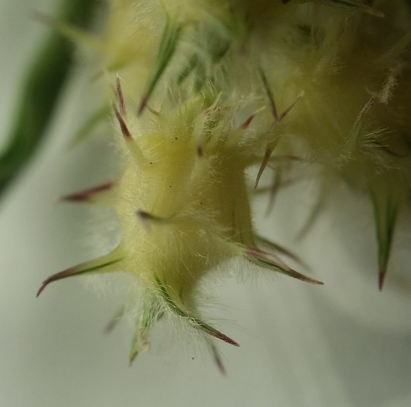 Cenchrus tribuloides, photographed by Zihao Wang