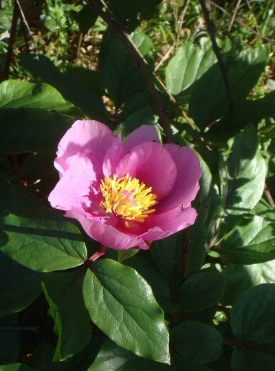 Paeonia corsica, photographed by Peter de Lange