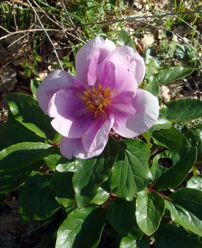Paeonia corsica, photographed by Peter de Lange