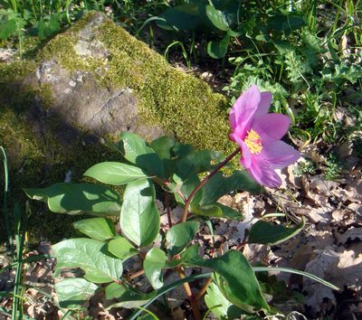 Paeonia corsica, photographed by Peter de Lange