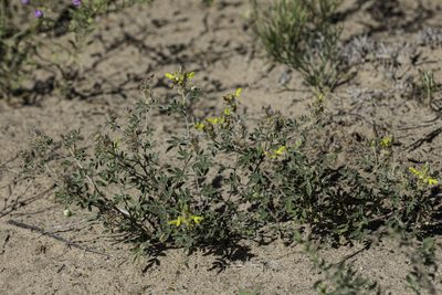 Dalea nana, photographed by Craig Martin