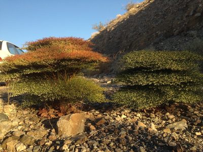 Eriogonum rixfordii, photographed by Adam J. Searcy