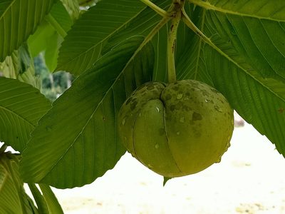 Dillenia indica, photographed by Ong Jyh Seng