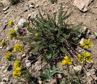 Potentilla gordonii, photographed by Whitney Brook Matson