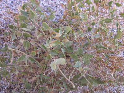 Brickellia atractyloides, photographed by Eric Knight