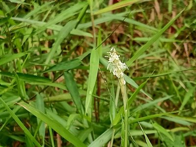 Ischaemum muticum, photographed by Ong Jyh Seng