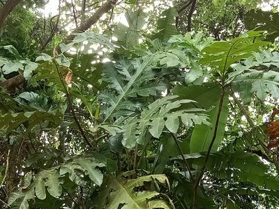 Artocarpus elasticus, photographed by Ong Jyh Seng