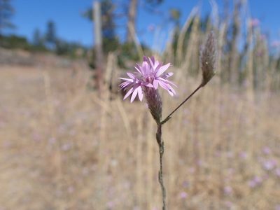 Lessingia leptoclada, photographed by Scott Yarger