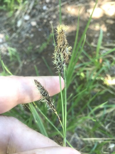 Carex spectabilis, photographed by Alan Weakley