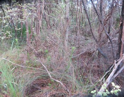 Dracophyllum sinclairii, photographed by Jenny Christianson