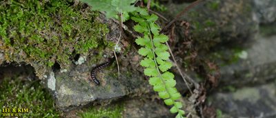Asplenium incisum, photographed by Kim, Hyun-tae