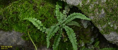Asplenium incisum, photographed by Kim, Hyun-tae