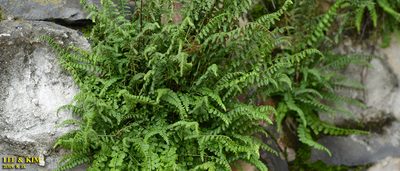 Asplenium incisum, photographed by Kim, Hyun-tae
