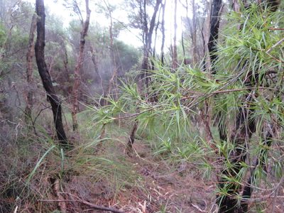 Dracophyllum sinclairii, photographed by Jenny Christianson