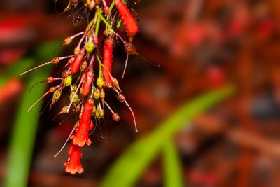 Russelia equisetiformis, photographed by Richard Stovall