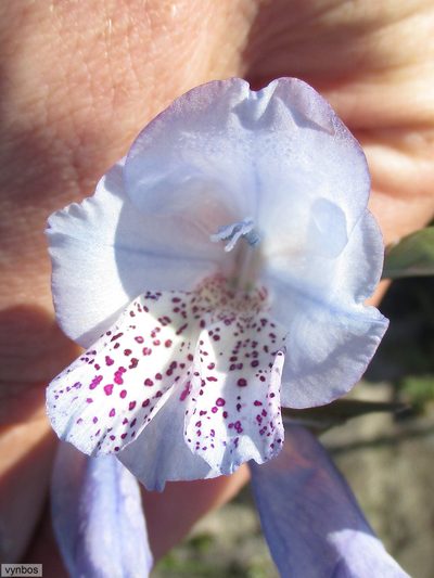 Gladiolus caeruleus, photographed by Chris Vynbos