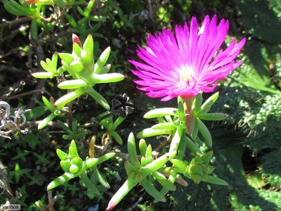 Lampranthus vernalis, photographed by Chris Vynbos