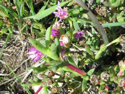 Ruschia langebaanensis, photographed by Chris Vynbos