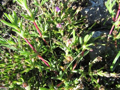 Ruschia langebaanensis, photographed by Chris Vynbos