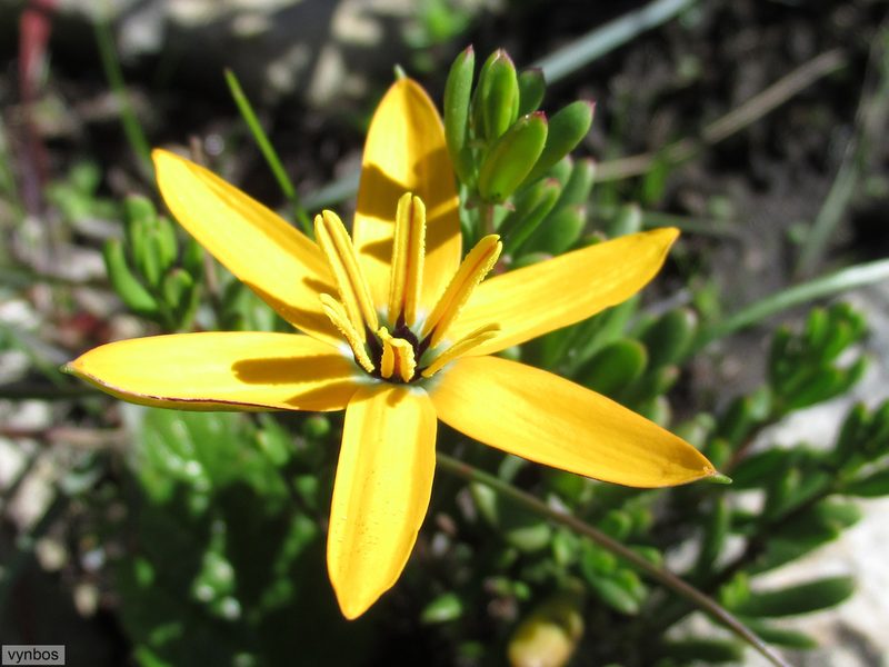 Pauridia linearis, photographed by Chris Vynbos