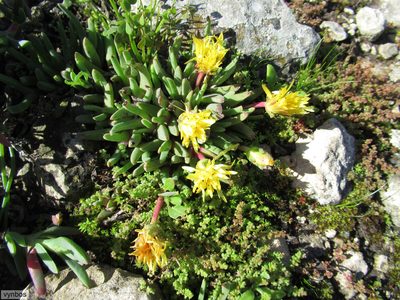 Cheiridopsis rostrata, photographed by Chris Vynbos