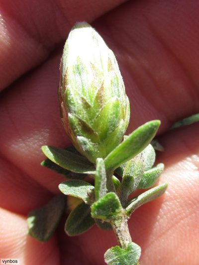 Pteronia ovalifolia, photographed by Chris Vynbos
