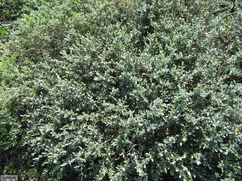 Pteronia ovalifolia, photographed by Chris Vynbos
