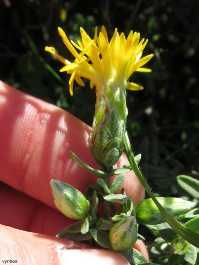 Pteronia ovalifolia, photographed by Chris Vynbos