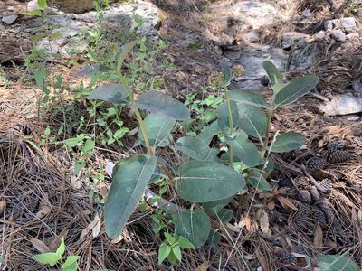 Asclepias hypoleuca, photographed by Brad Grimm