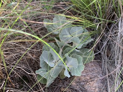 Asclepias nummularia, photographed by Brad Grimm