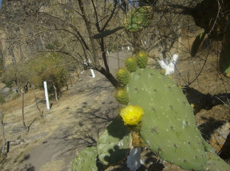 Opuntia velutina, photographed by Martín Sánchez Vilchis
