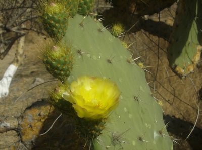 Opuntia velutina, photographed by Martín Sánchez Vilchis