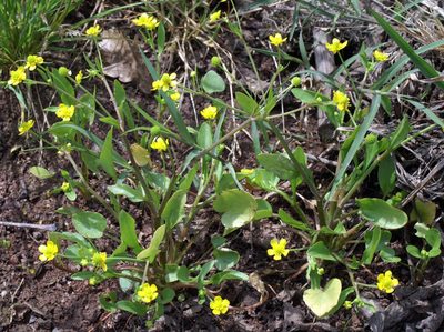 Ranunculus ophioglossifolius, photographed by Peter de Lange