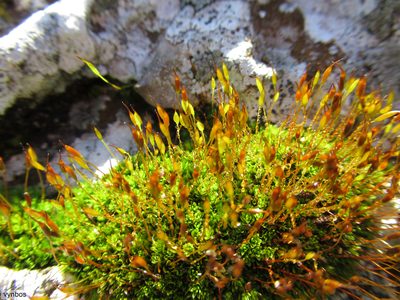 Tortula atrovirens, photographed by Chris Vynbos