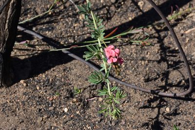 Indigofera poliotes, photographed by Andrew Gillespie