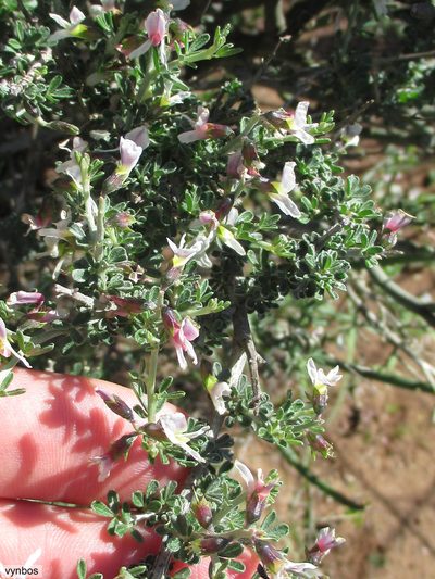 Wiborgiella dahlgrenii, photographed by Chris Vynbos