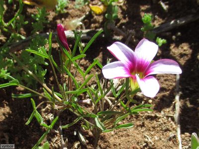 Oxalis pusilla, photographed by Chris Vynbos