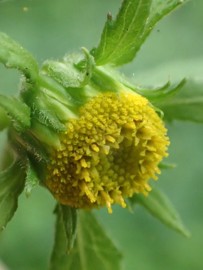 Carpesium nepalense, photographed by 葉子