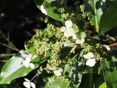 Hydrangea integrifolia, photographed by 葉子