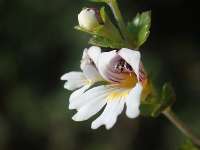 Euphrasia transmorrisonensis, photographed by 葉子