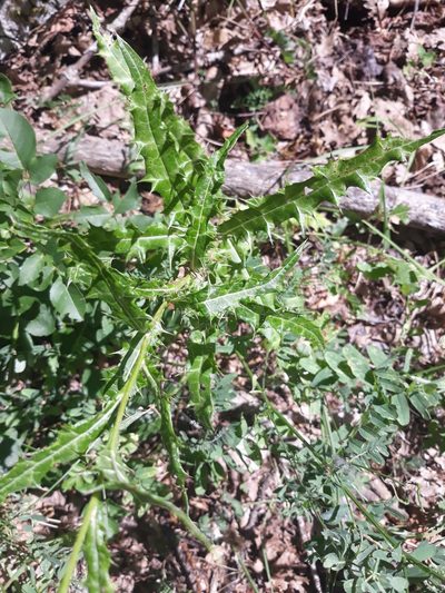 Ptilostemon strictus, photographed by Valentina Caviglia