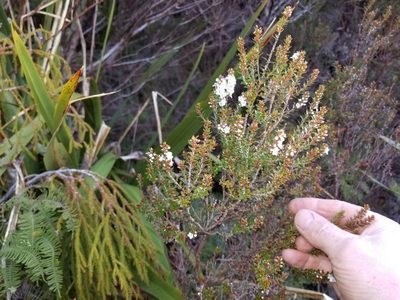 Epacris pauciflora, photographed by Brett Sandford