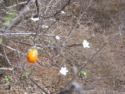Cordia seleriana, photographed by Martín Sánchez Vilchis